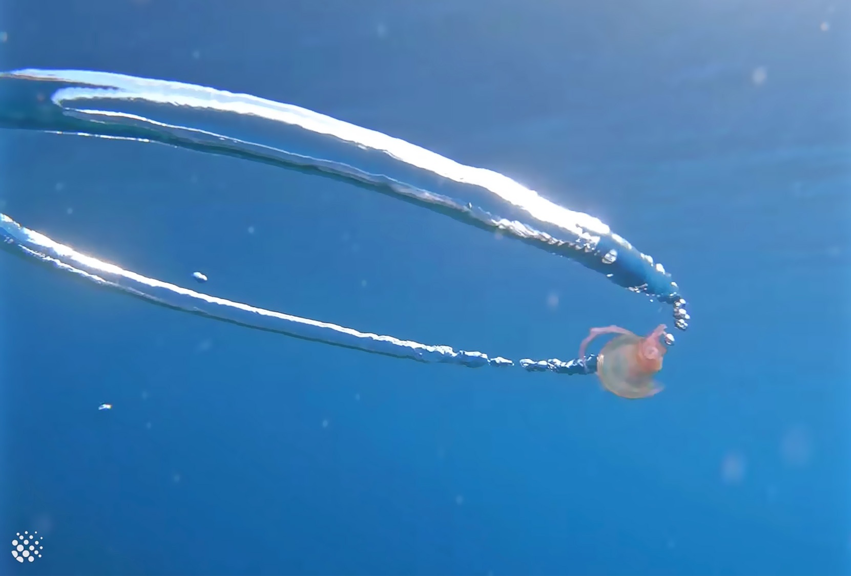 Jellyfish thumbnail