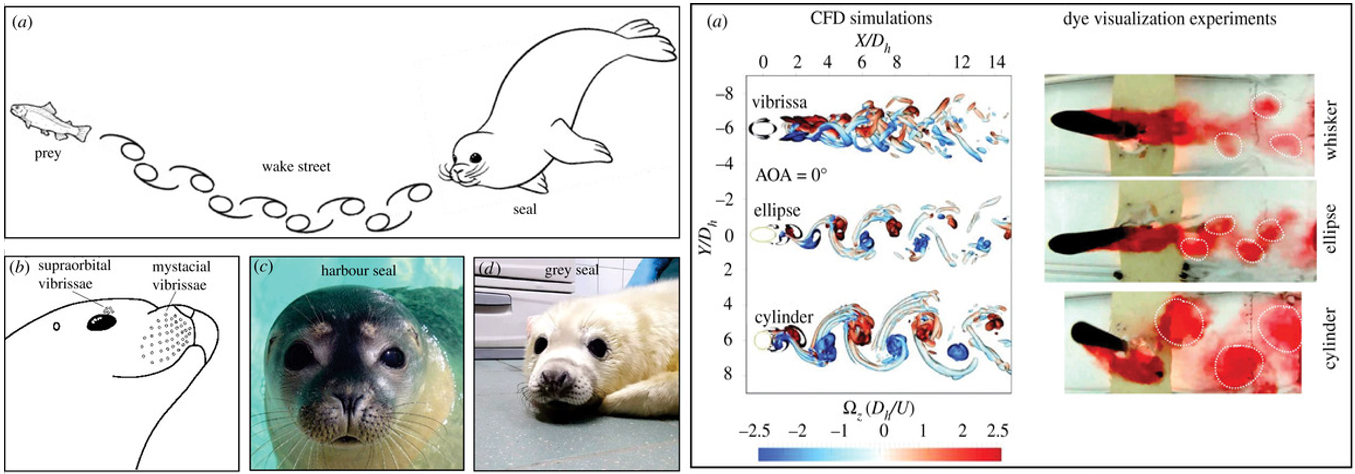 Seal