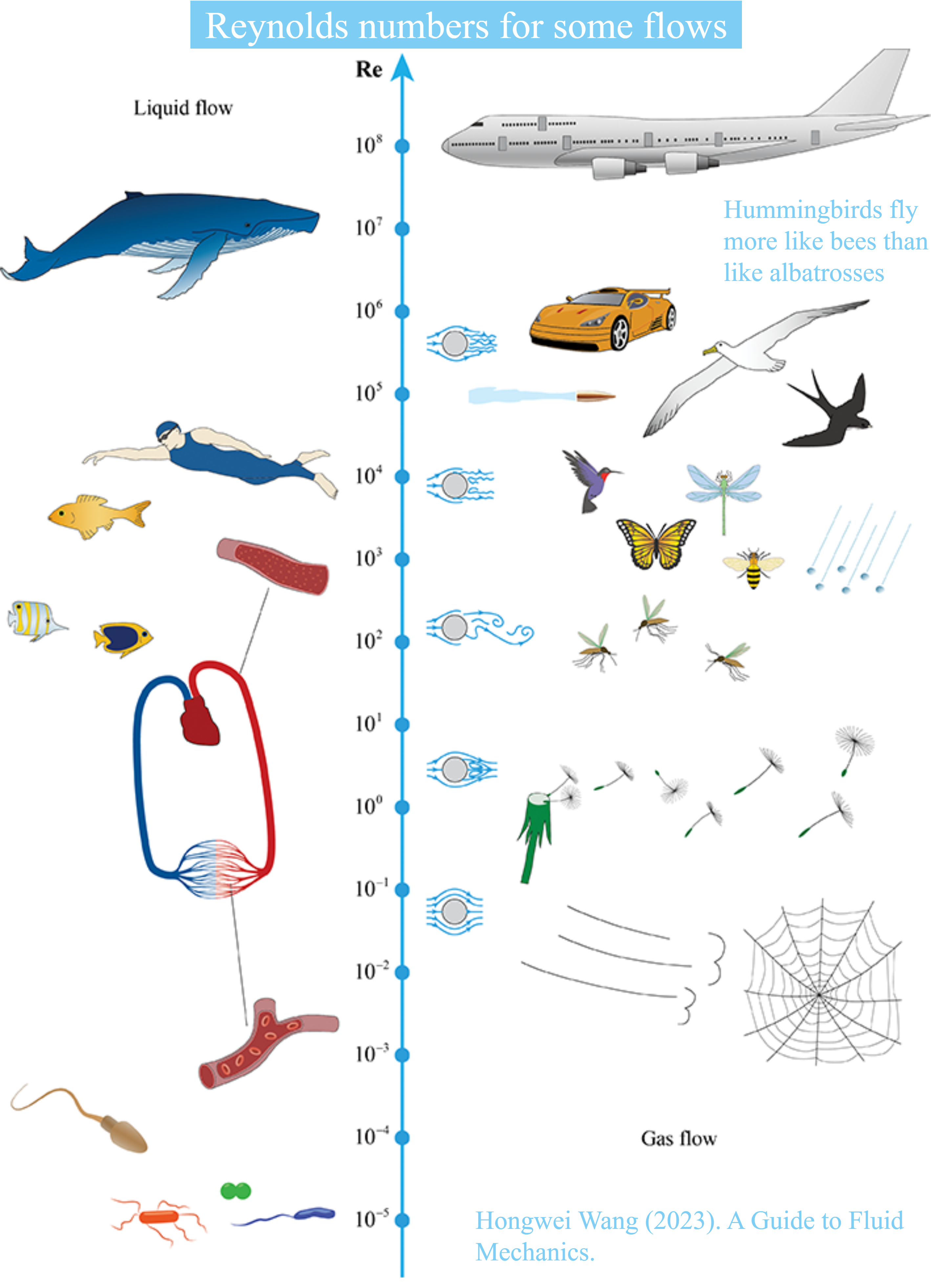 ReynoldsNumbersSomeFlows