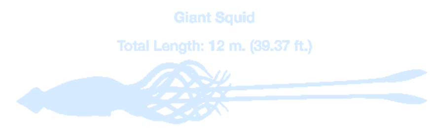 GiantSquid