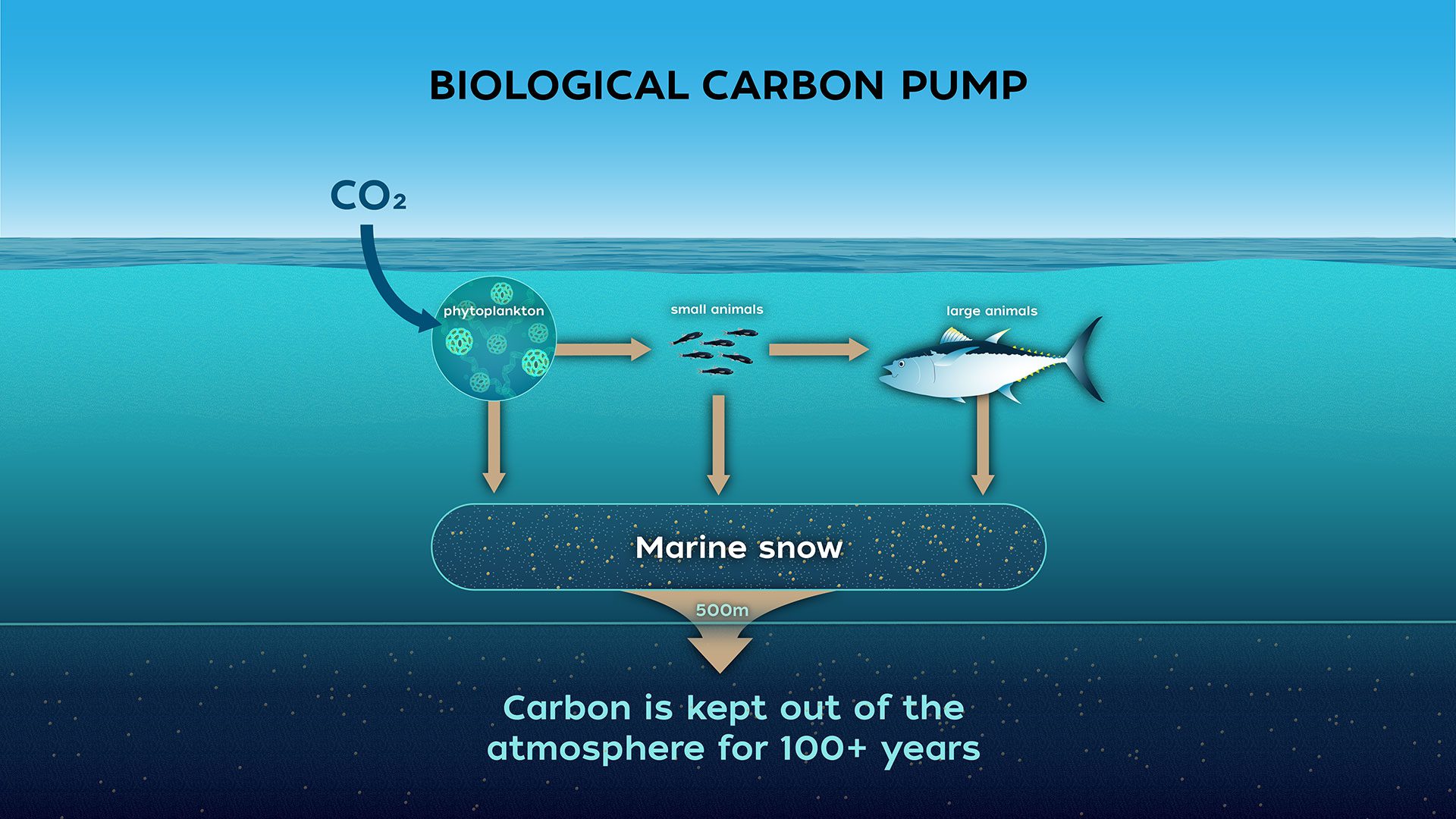 BiologicalCarbonPump1