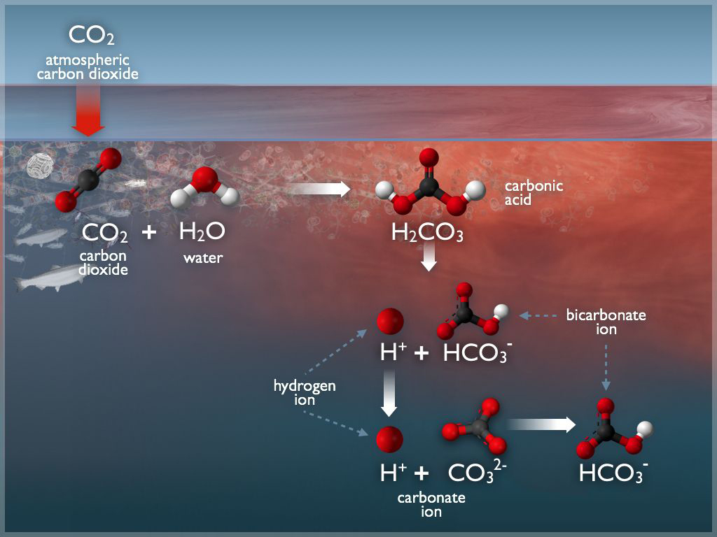 CarbonateChemistry