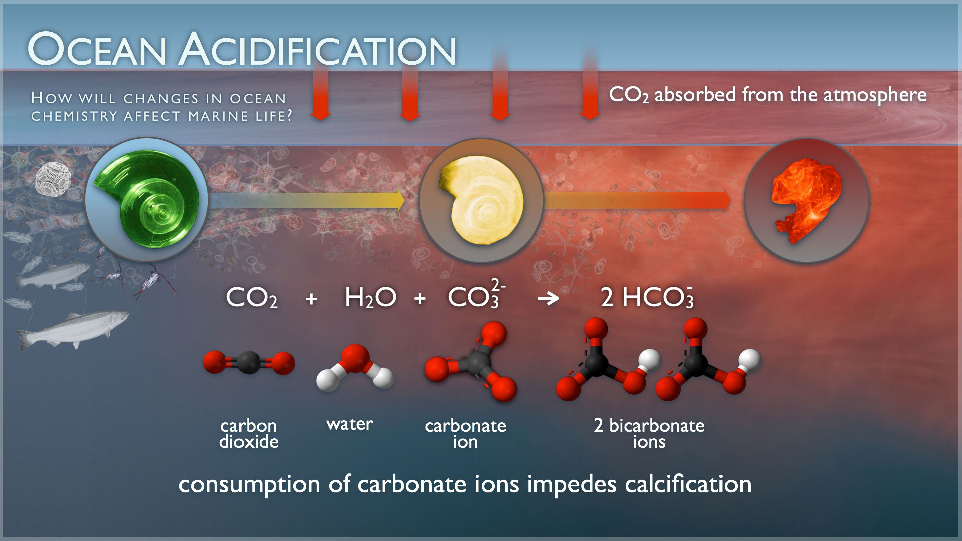 OceanAcidification